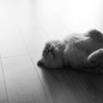 A cute cat lies on its back on a wooden floor, captured in black and white for a serene feel.