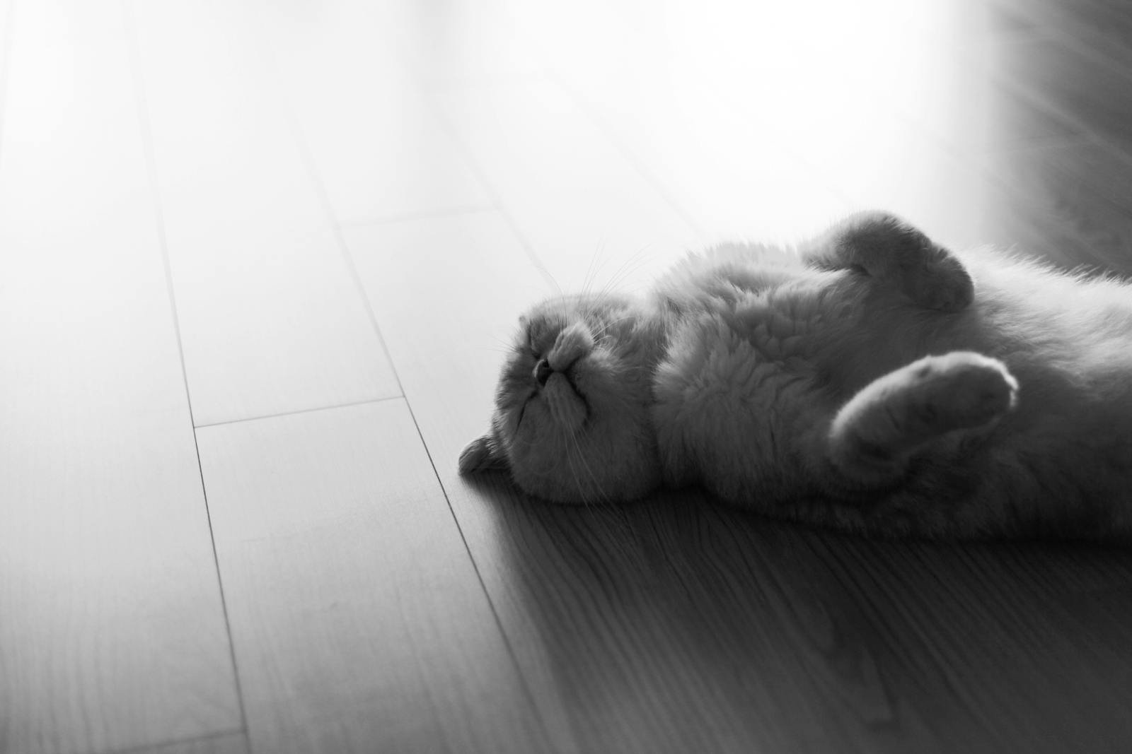A cute cat lies on its back on a wooden floor, captured in black and white for a serene feel.