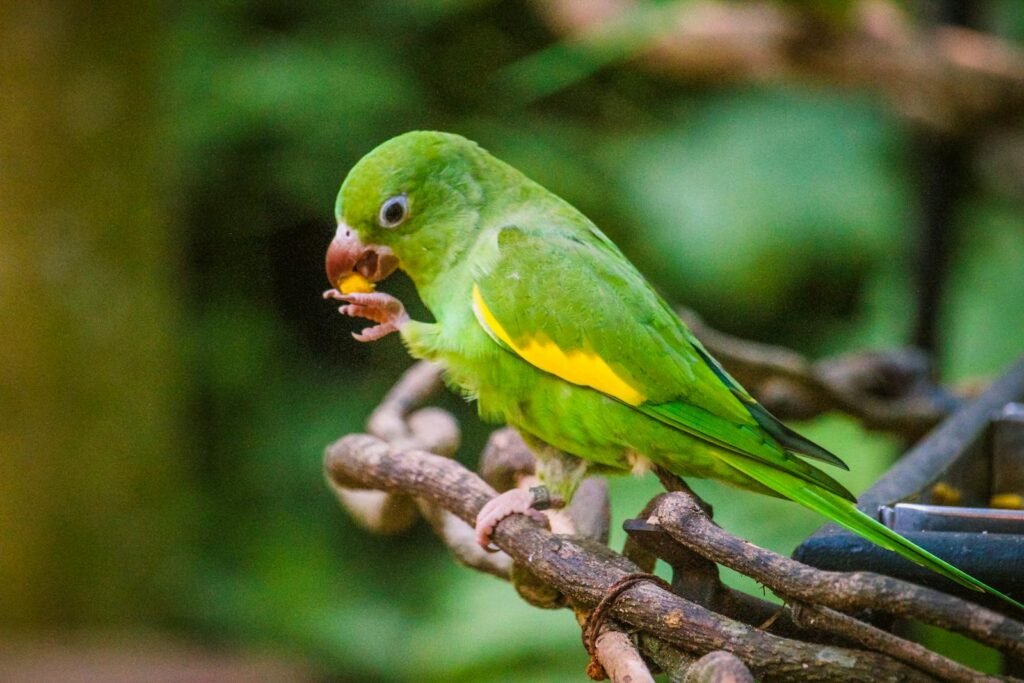 Colorful green parakeet perched on branch, eating against lush background.