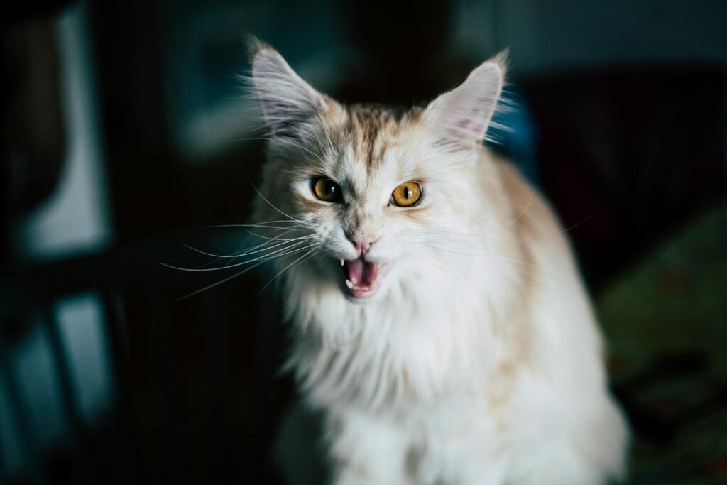 Close-up of a fluffy white cat meowing with a captivating expression indoors.