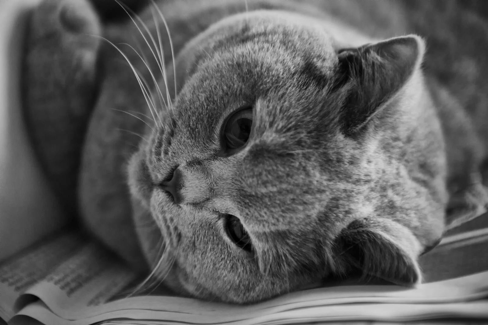 Adorable British Shorthair cat lying on open book, showcasing its furry face and expressive eyes.