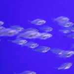 A vibrant school of silver fish swimming in a vivid blue underwater aquarium setting.