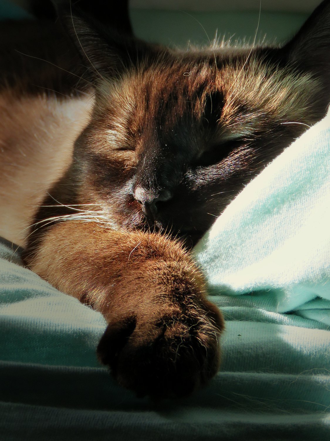 Purring with Pure Contentment (image credits: wikimedia)