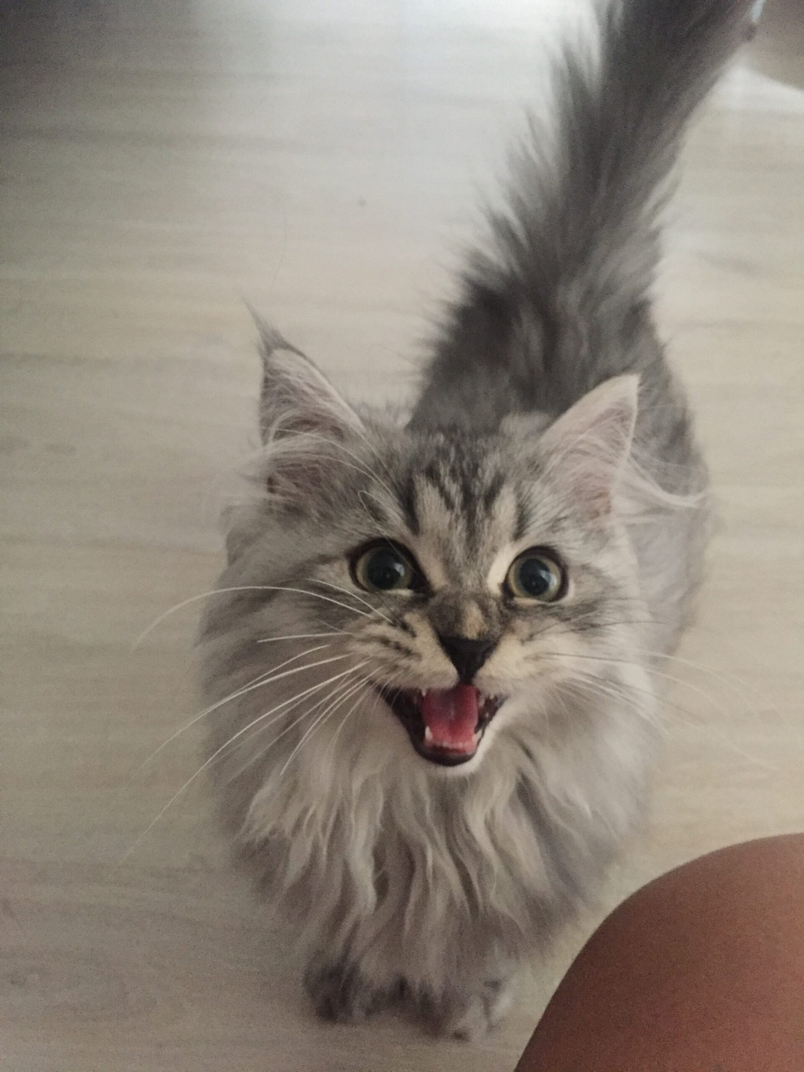 Vocalizations: Is Meowing a Tool for Cuteness? (image credits: wikimedia)