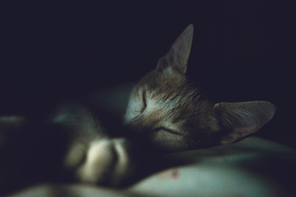 Do Cats Have Nightmares? (image credits: rawpixel)