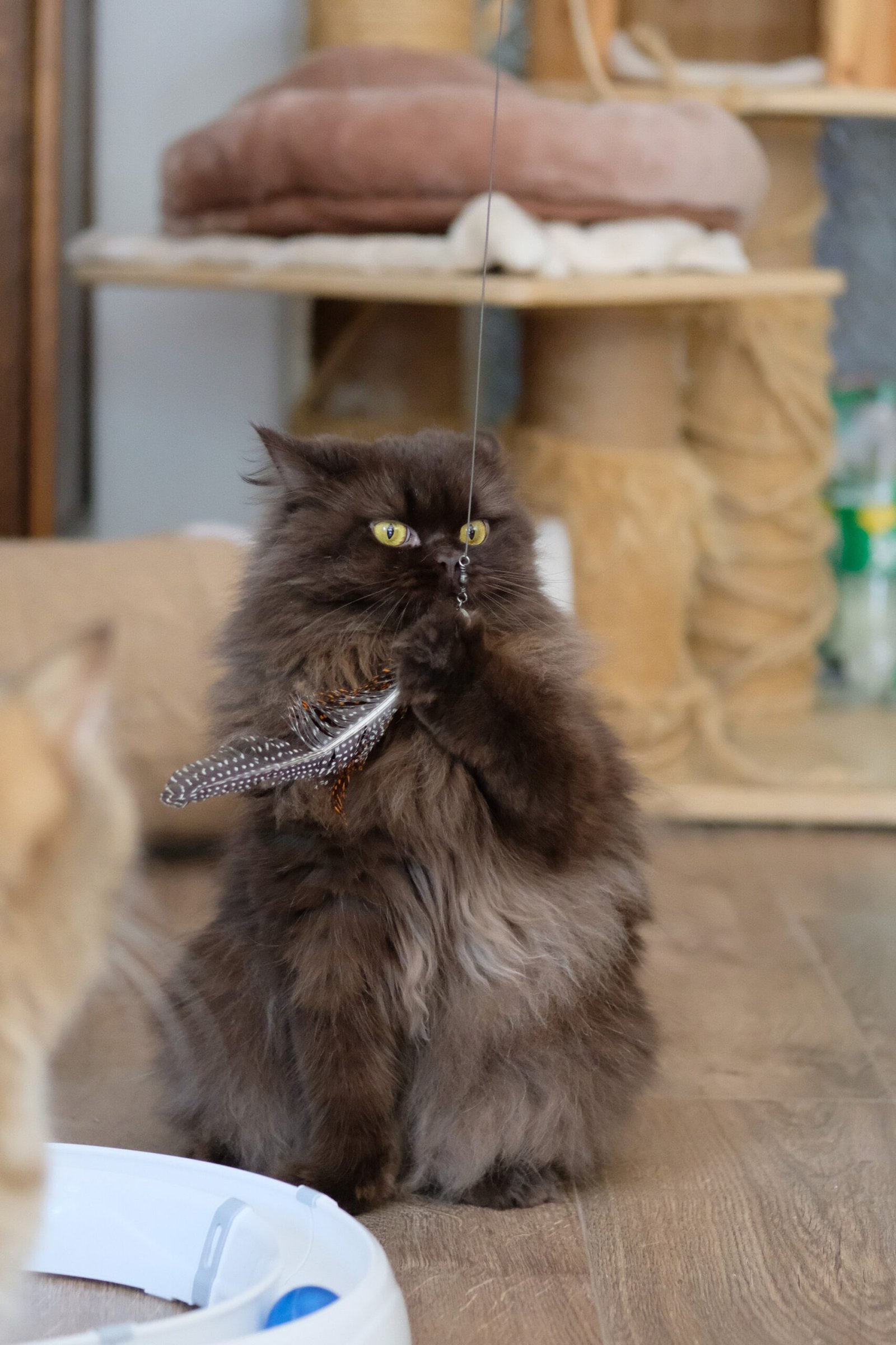 Unpredictable Playtime (image credits: wikimedia)