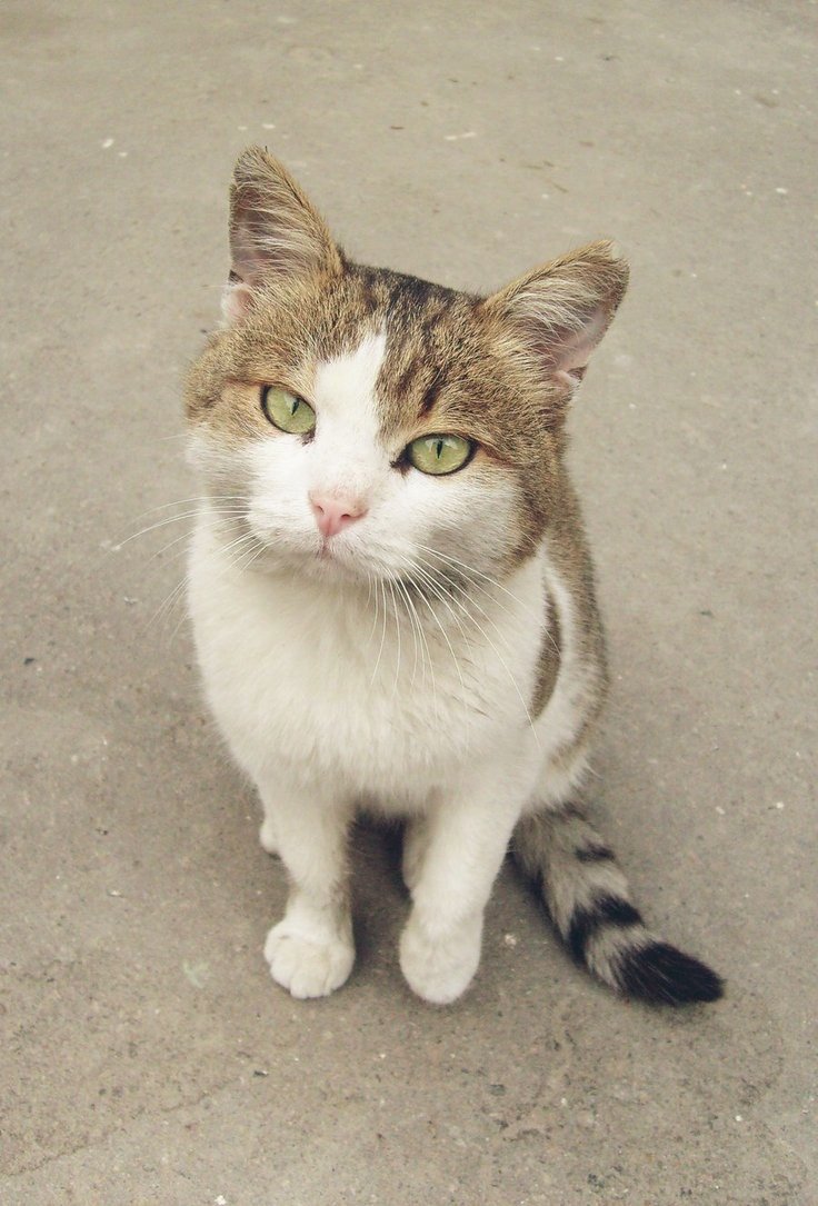 Moving Their Belongings (image credits: wikimedia)