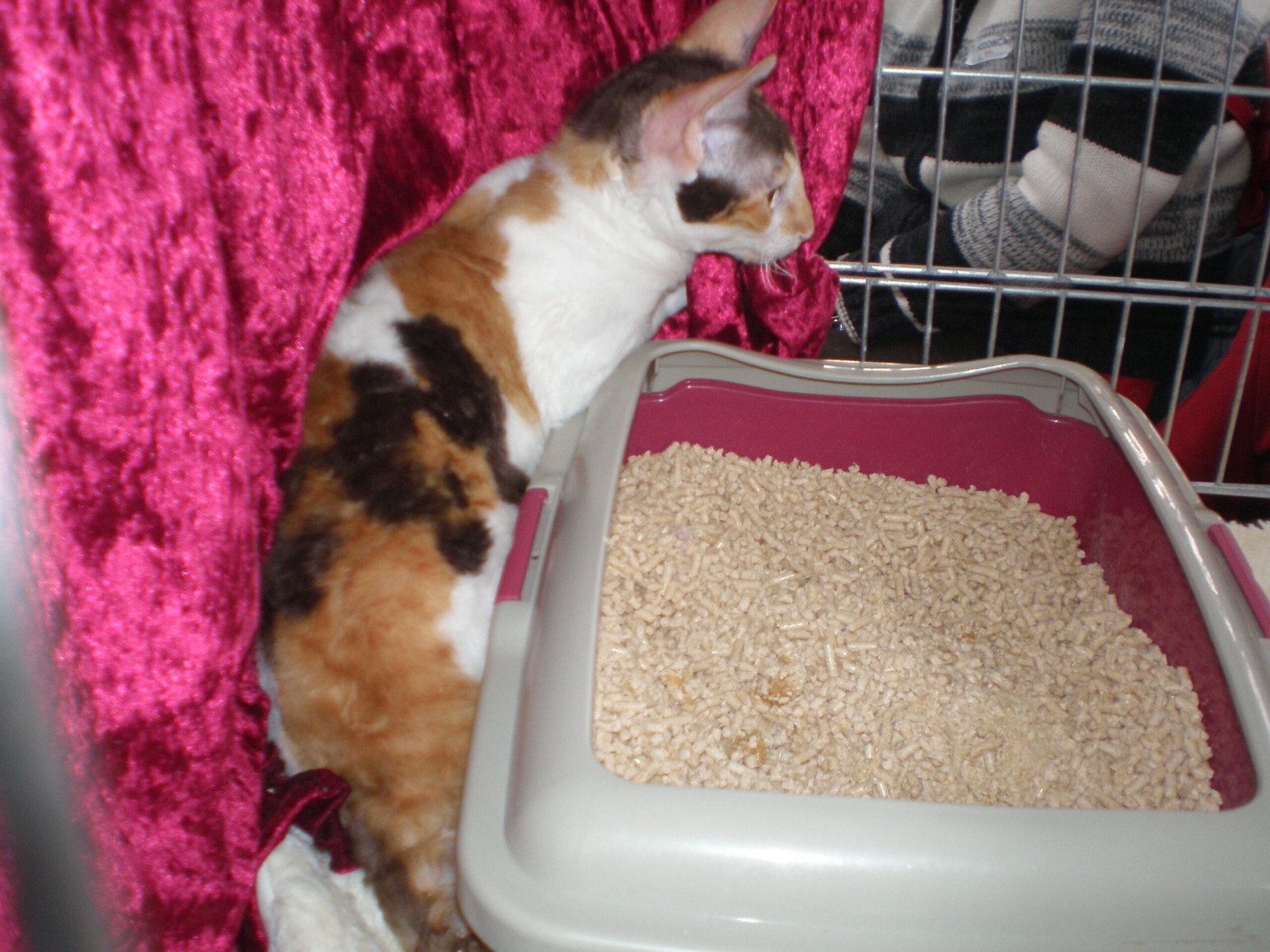 Changing the Litter Box Location or Type (image credits: wikimedia)