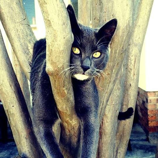 Playful Meows and Chirps (image credits: wikimedia)