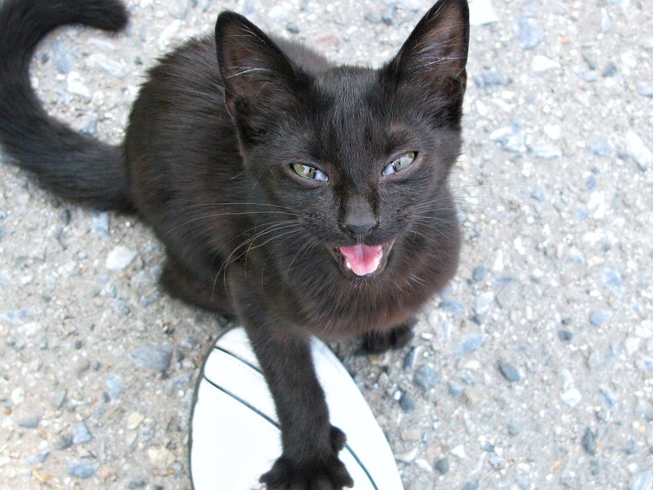 Meowing as a Sign of Aging (image credits: pixabay)