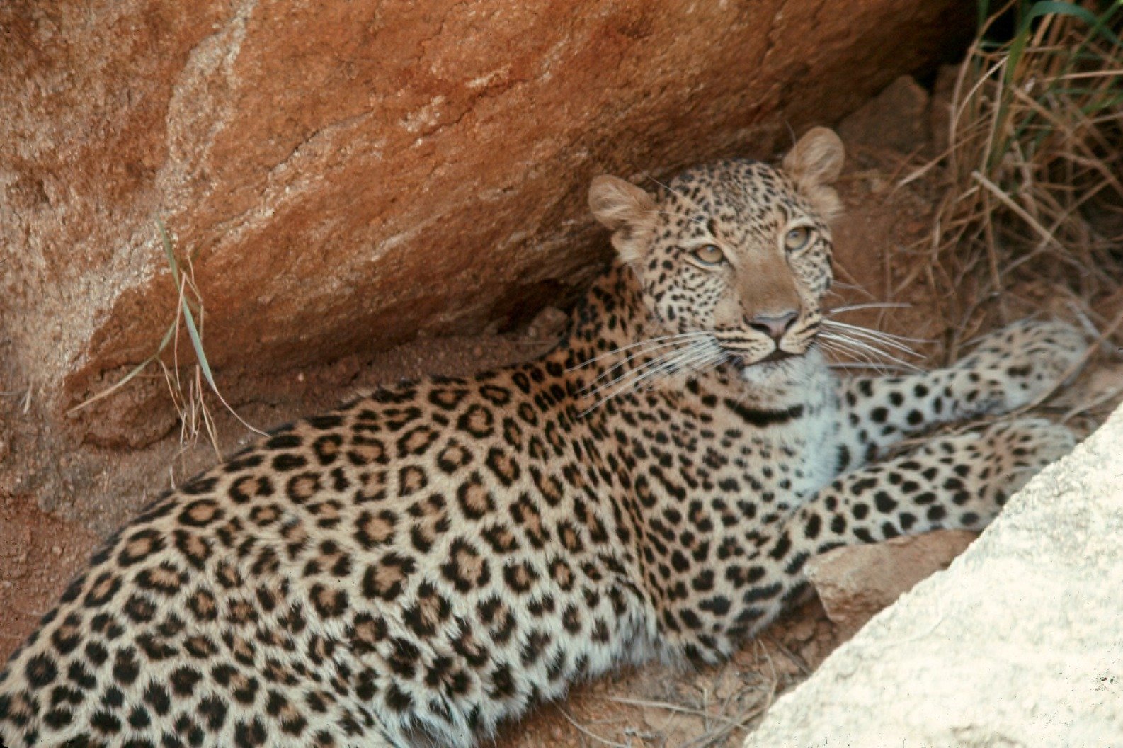 When Meowing Becomes Excessive (image credits: wikimedia)