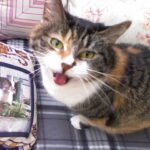 Why Your Cat’s Meow Might Not Mean What You Think