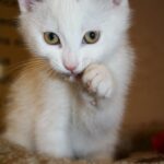 The Science Behind Why Cats Purr When You Cry