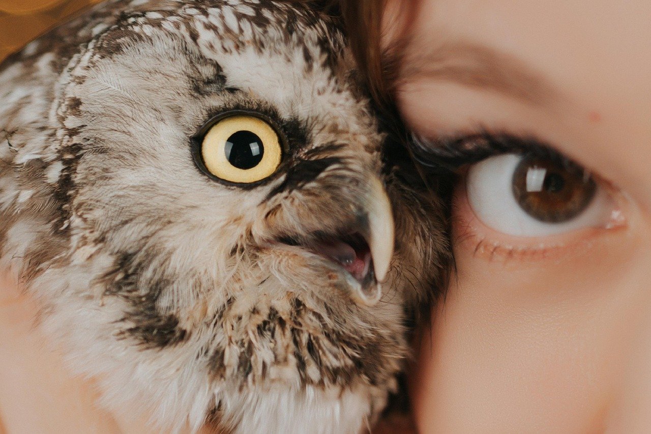 Do Cats Mimic Human Behavior? (image credits: pixabay)