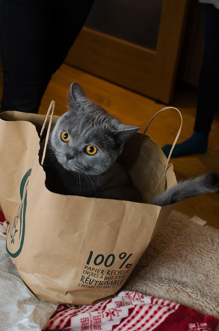The Limitations of Feline Understanding (image credits: pixabay)