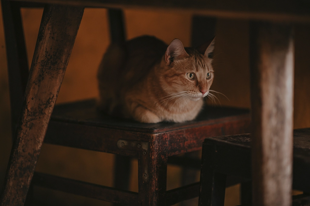Copycat Instincts (image credits: rawpixel)