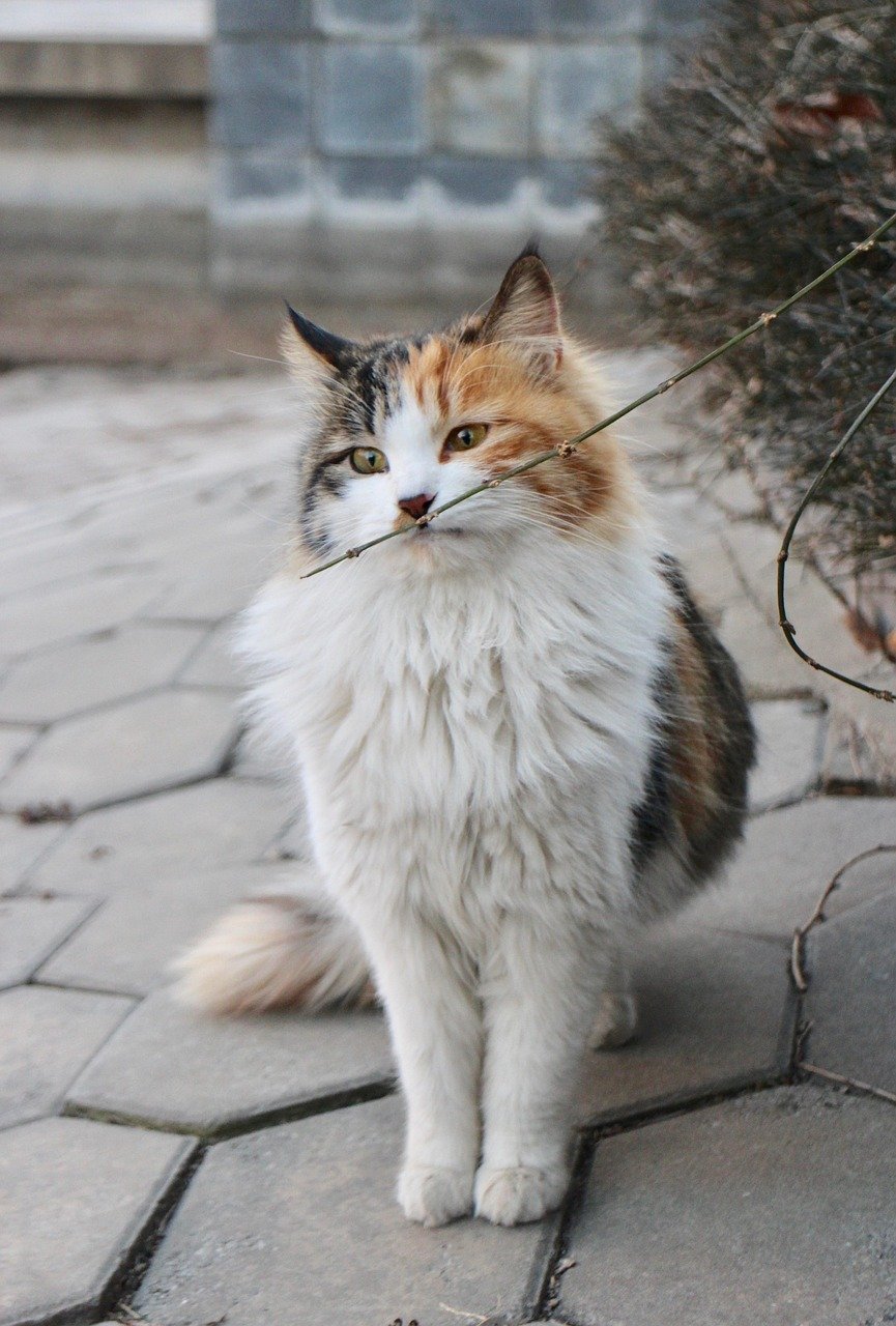 Seeking Out Your Scent (image credits: pixabay)