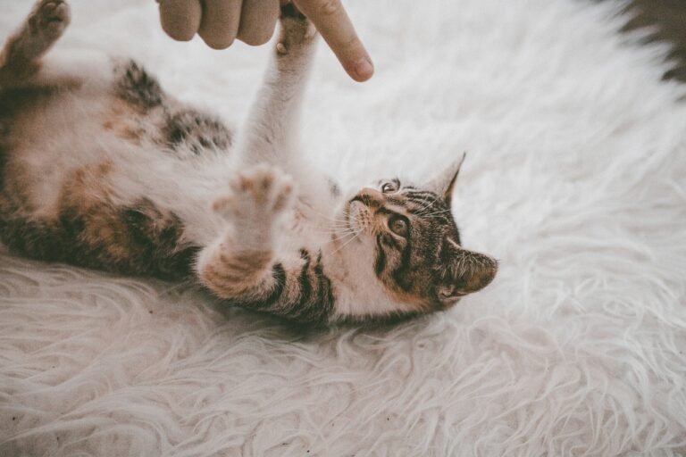 Why Your Cat Might Be More Attached Than You Realize