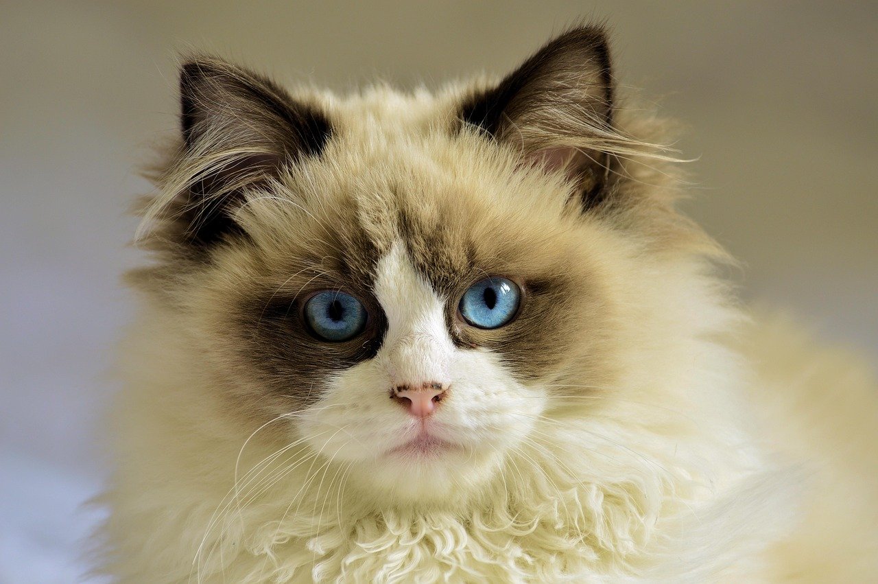 A Cat That Follows You Everywhere (image credits: pixabay)