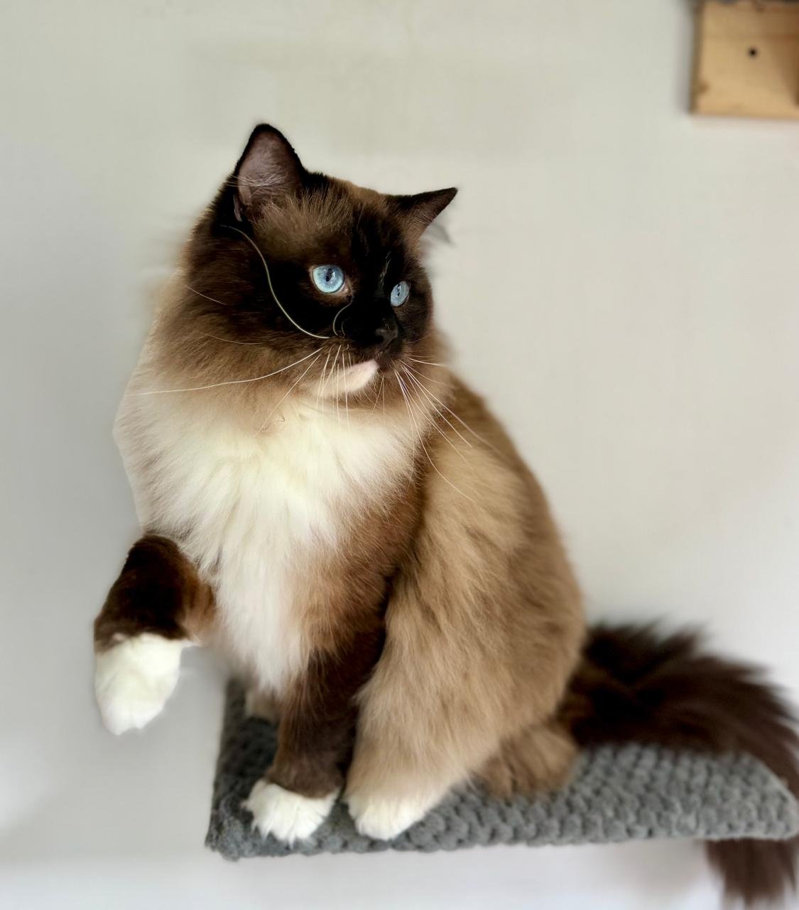 The Healing Power of a Loyal Cat (image credits: wikimedia)