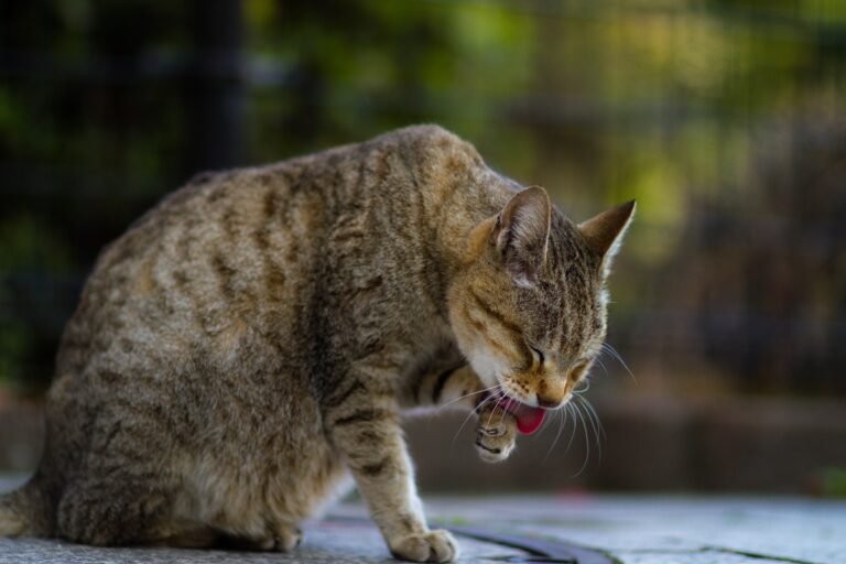Grooming Themselves—Everywhere, Anytime