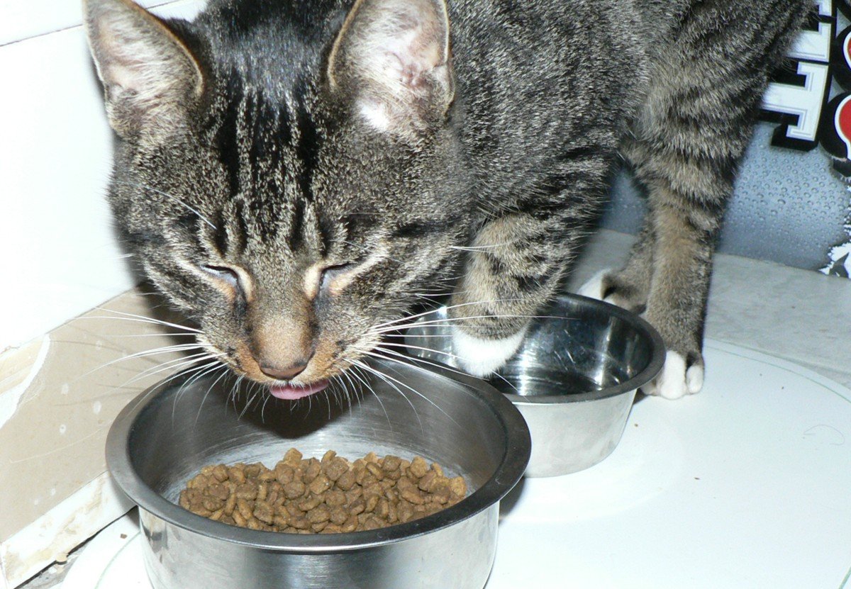 Being Picky Eaters—On Their Own Terms (image credits: wikimedia)