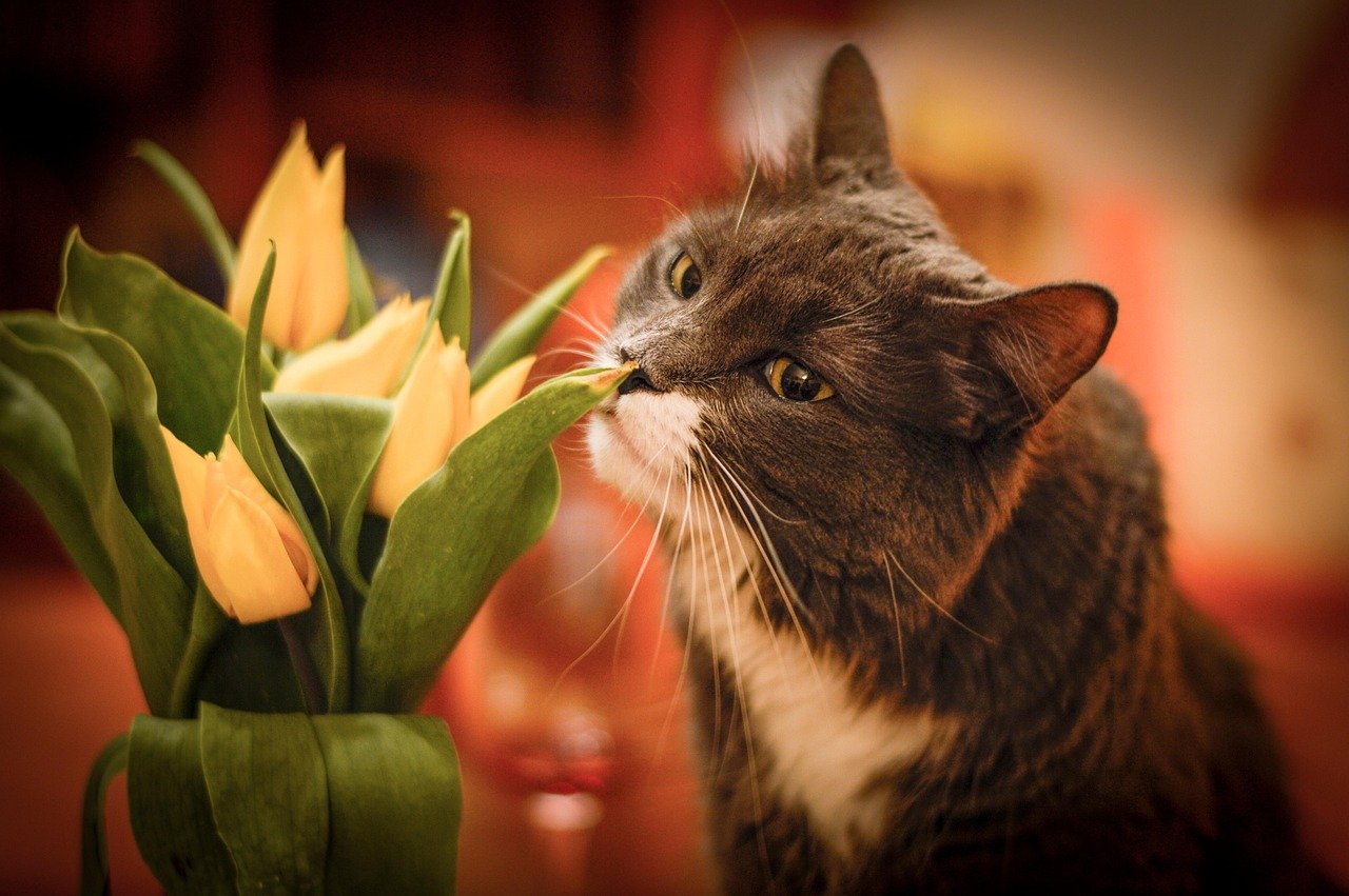 Strong Scents (image credits: pixabay)