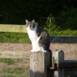 How to Know If Your Cat Sees You as Their Territory
