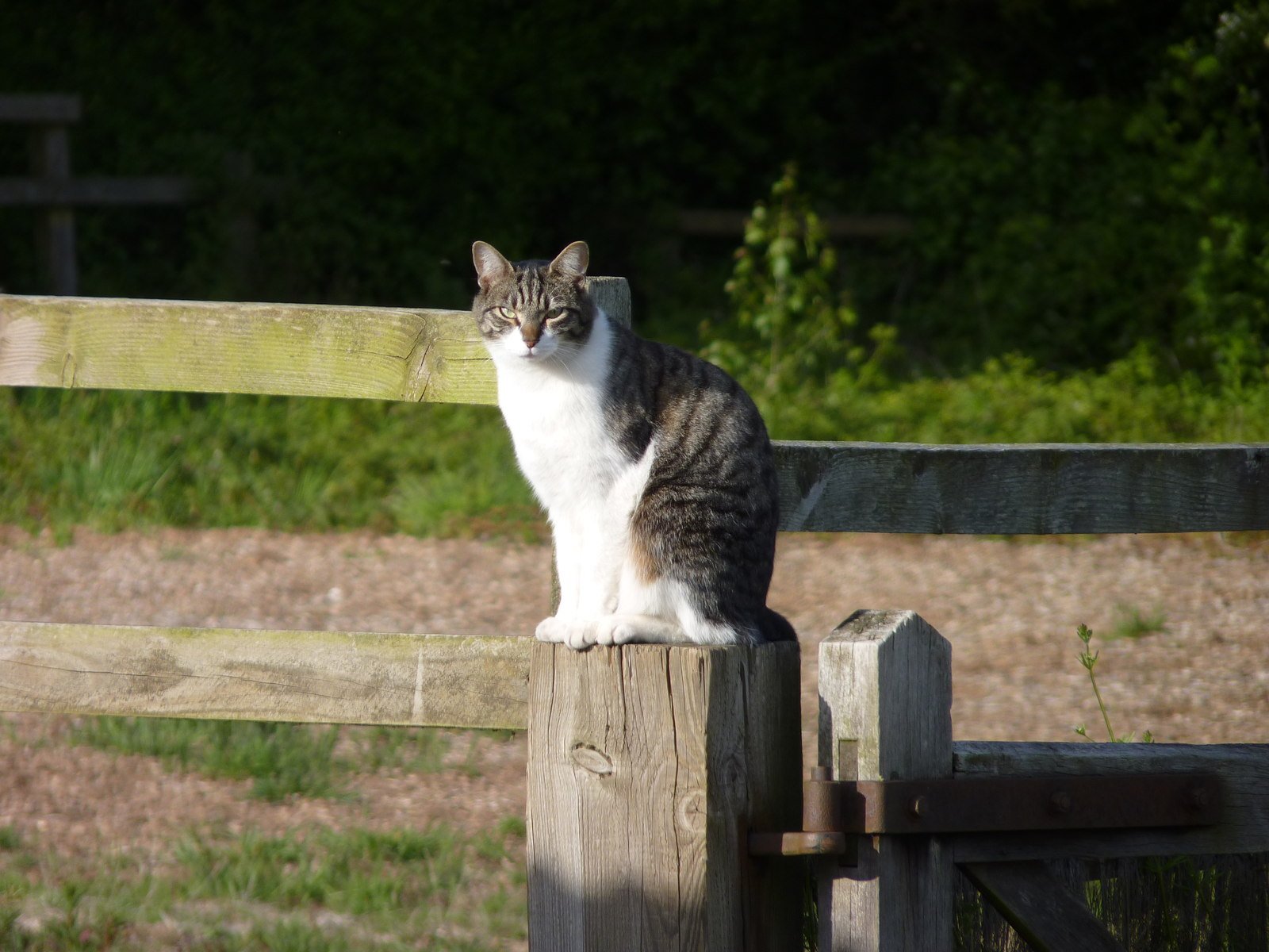 How to Know If Your Cat Sees You as Their Territory