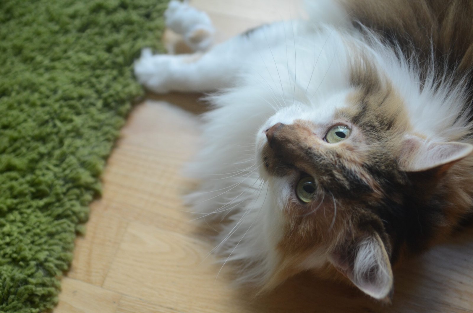 Lying Down with Paws Tucked Under (image credits: wikimedia)