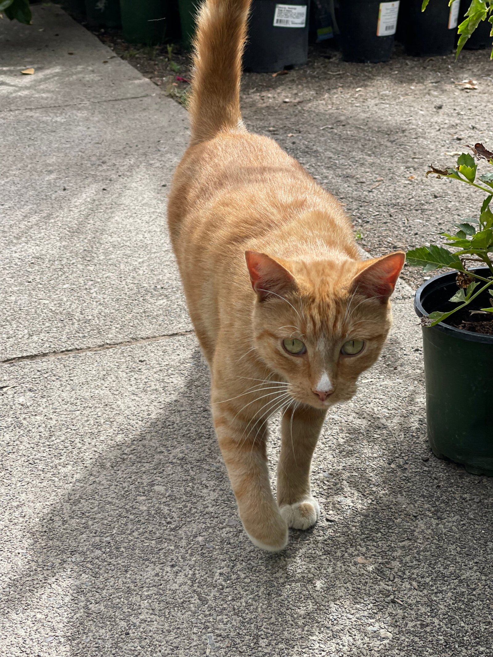 Greeting You with Silent Meows (image credits: wikimedia)
