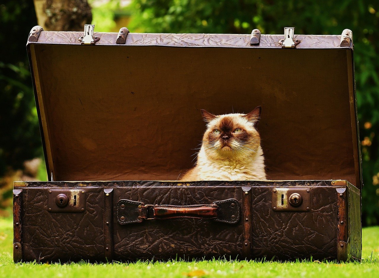 Suitcases and Travel Bags (image credits: pixabay)