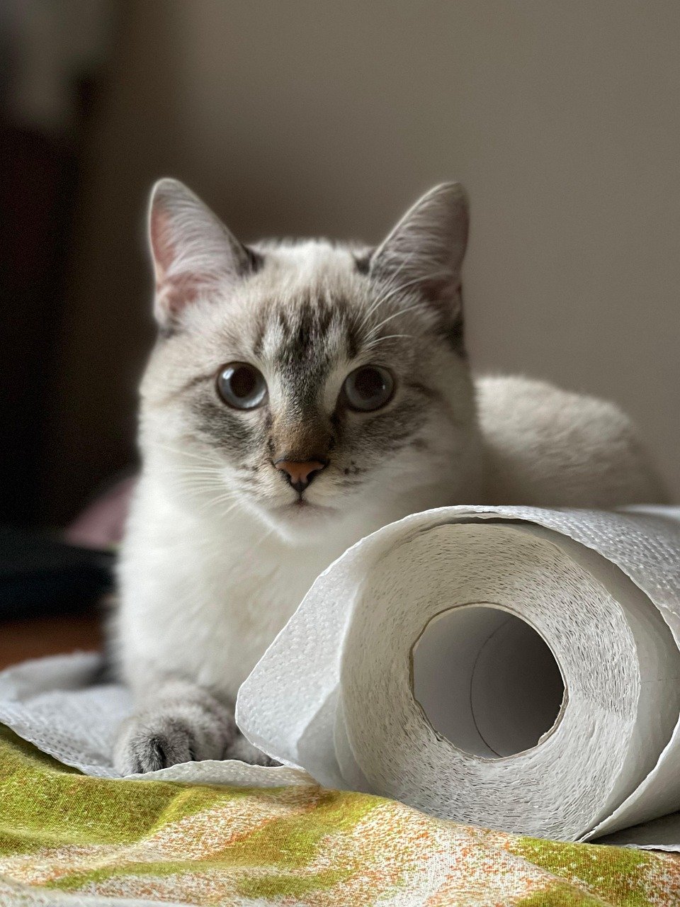 Tearing Up Toilet Paper Rolls (image credits: pixabay)
