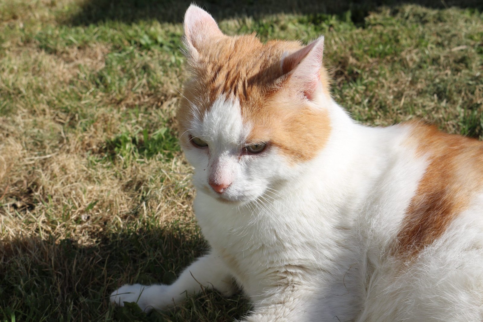 15 Unexpected Things Cats Love That Might Surprise You
