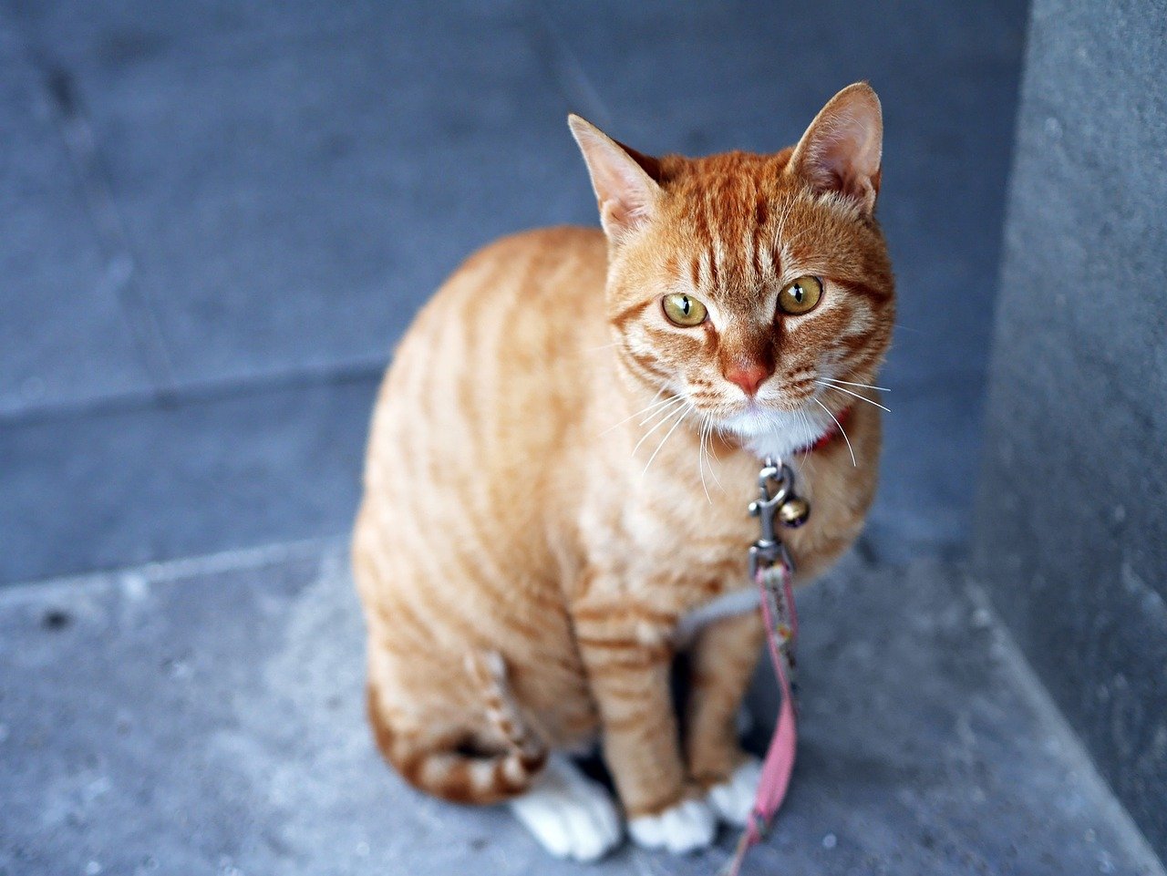 Leash Walking and Outdoor Adventures (image credits: pixabay)
