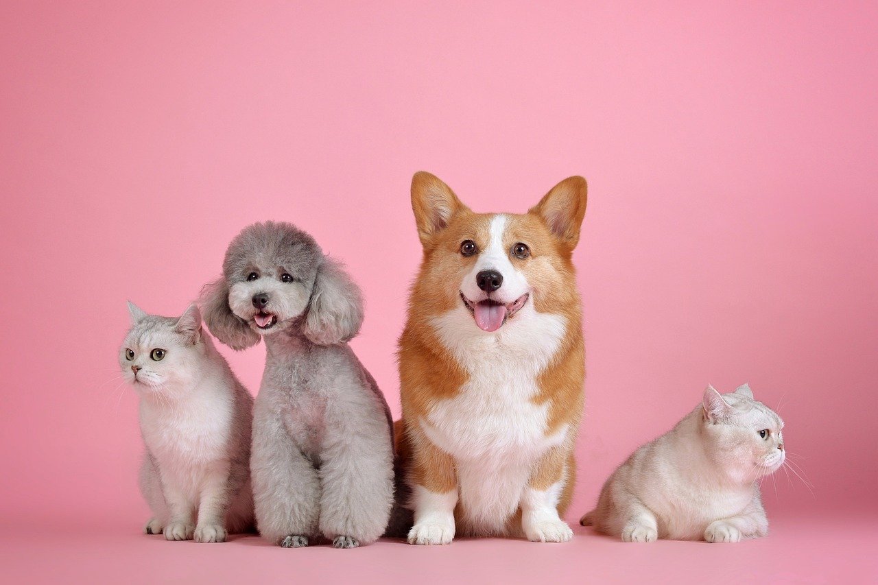 Bonding With Other Pets (image credits: pixabay)