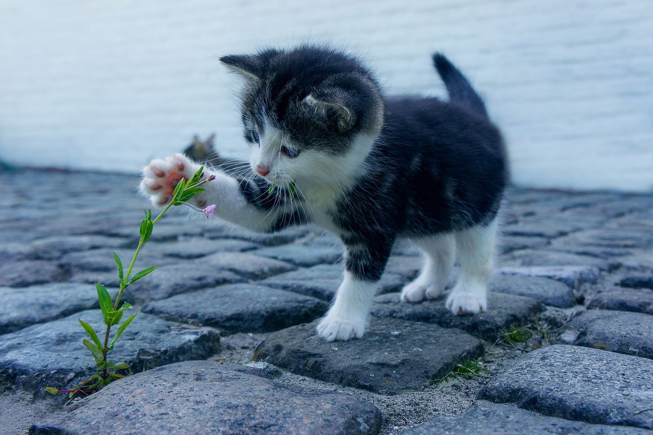 Handling Separation Anxiety (image credits: pixabay)