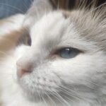 10 Cat Breeds That Act Like Dogs — and Why That Matters