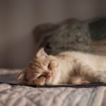 Why Cats Are the Perfect Companions for Introverts