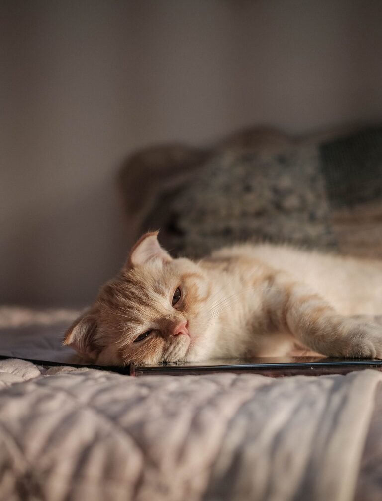 Why Cats Are the Perfect Companions for Introverts