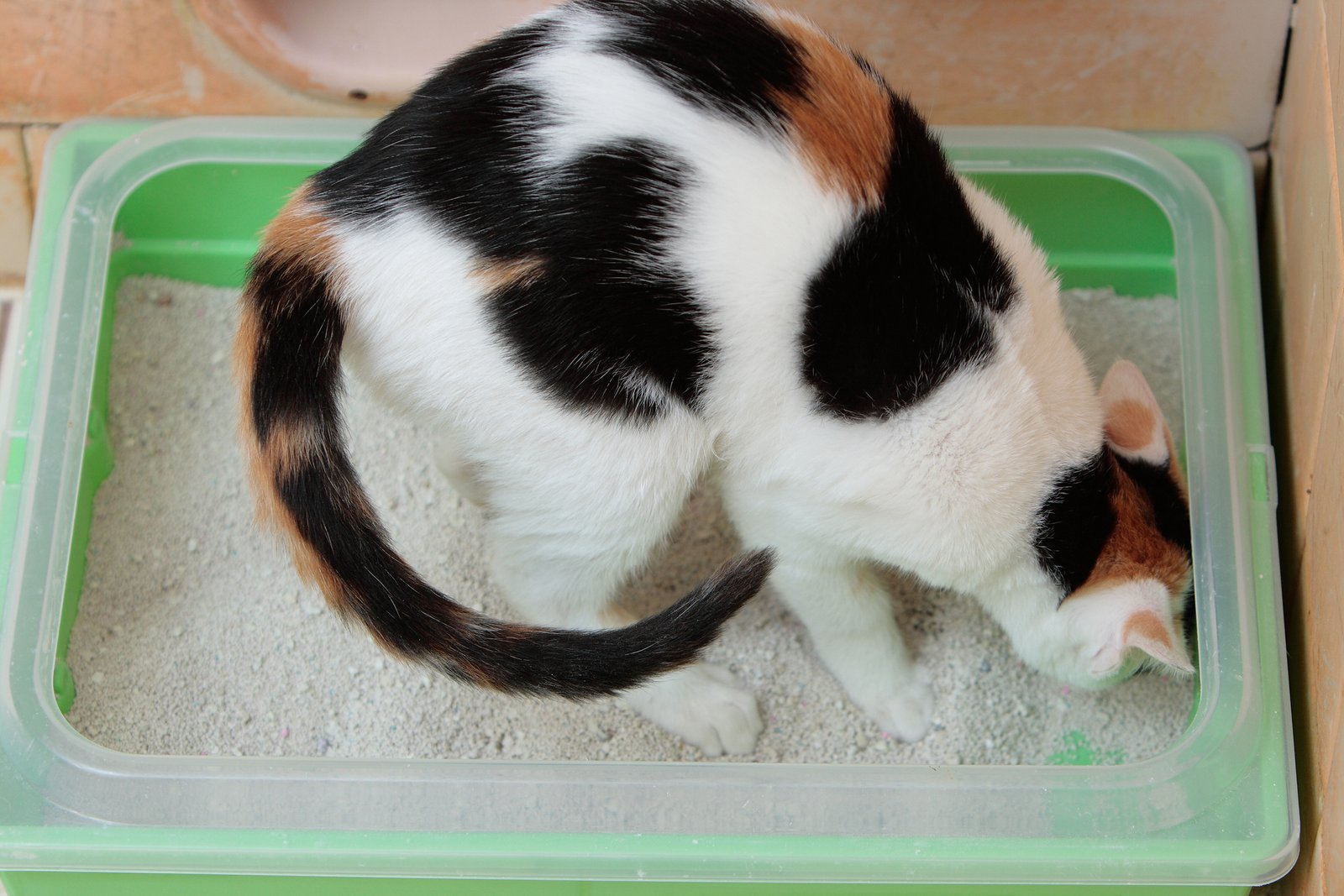 Triggering Litter Box Aversion (image credits: wikimedia)