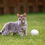 The Playful Bengal