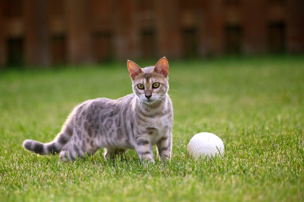 The Playful Bengal
