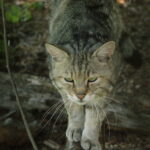What Happens If You Laugh at Your Cat Too Often?