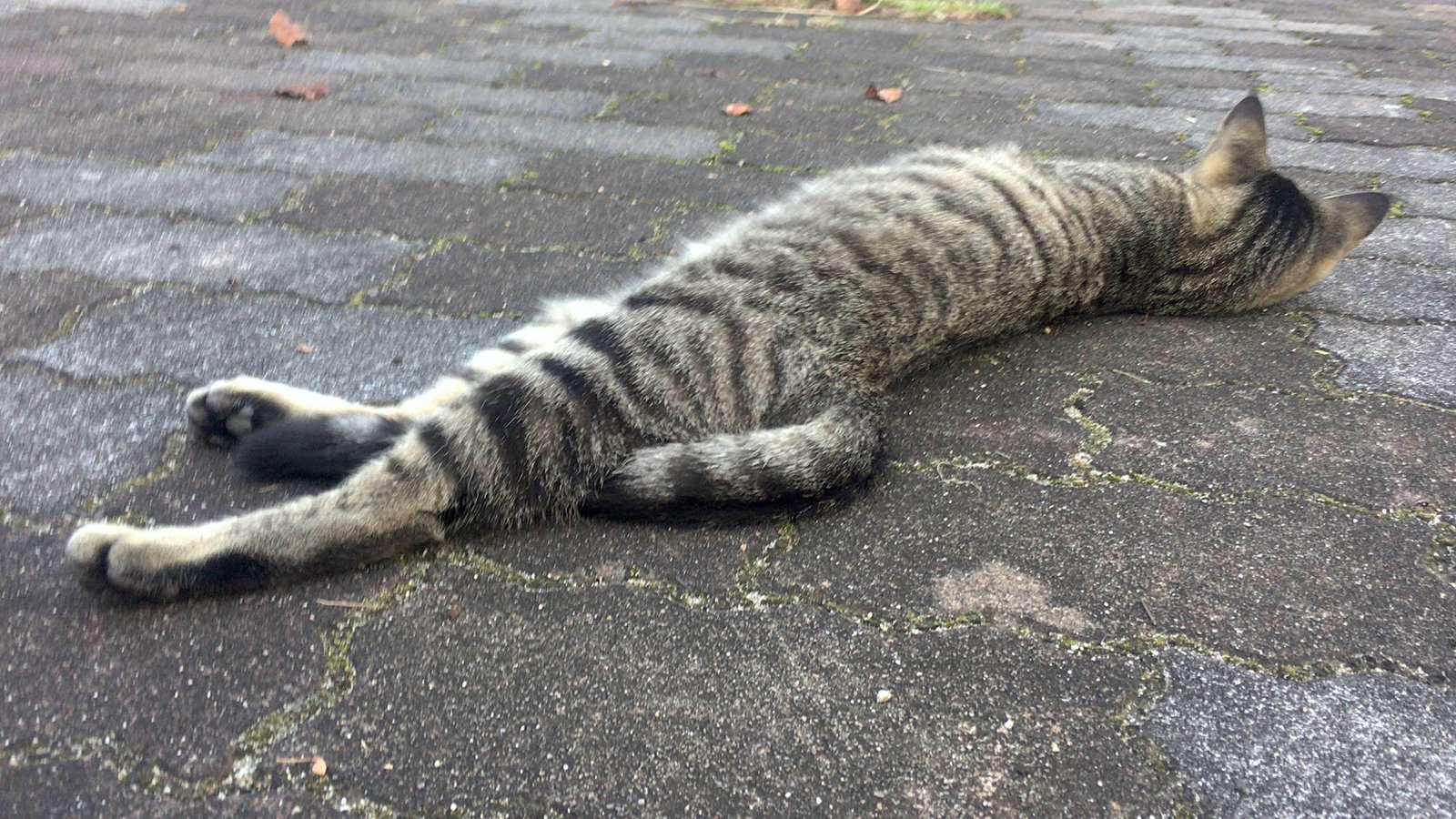 Sleeping With Their Back to You (image credits: wikimedia)