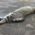 12 Ways Cats Communicate Without Making a Sound