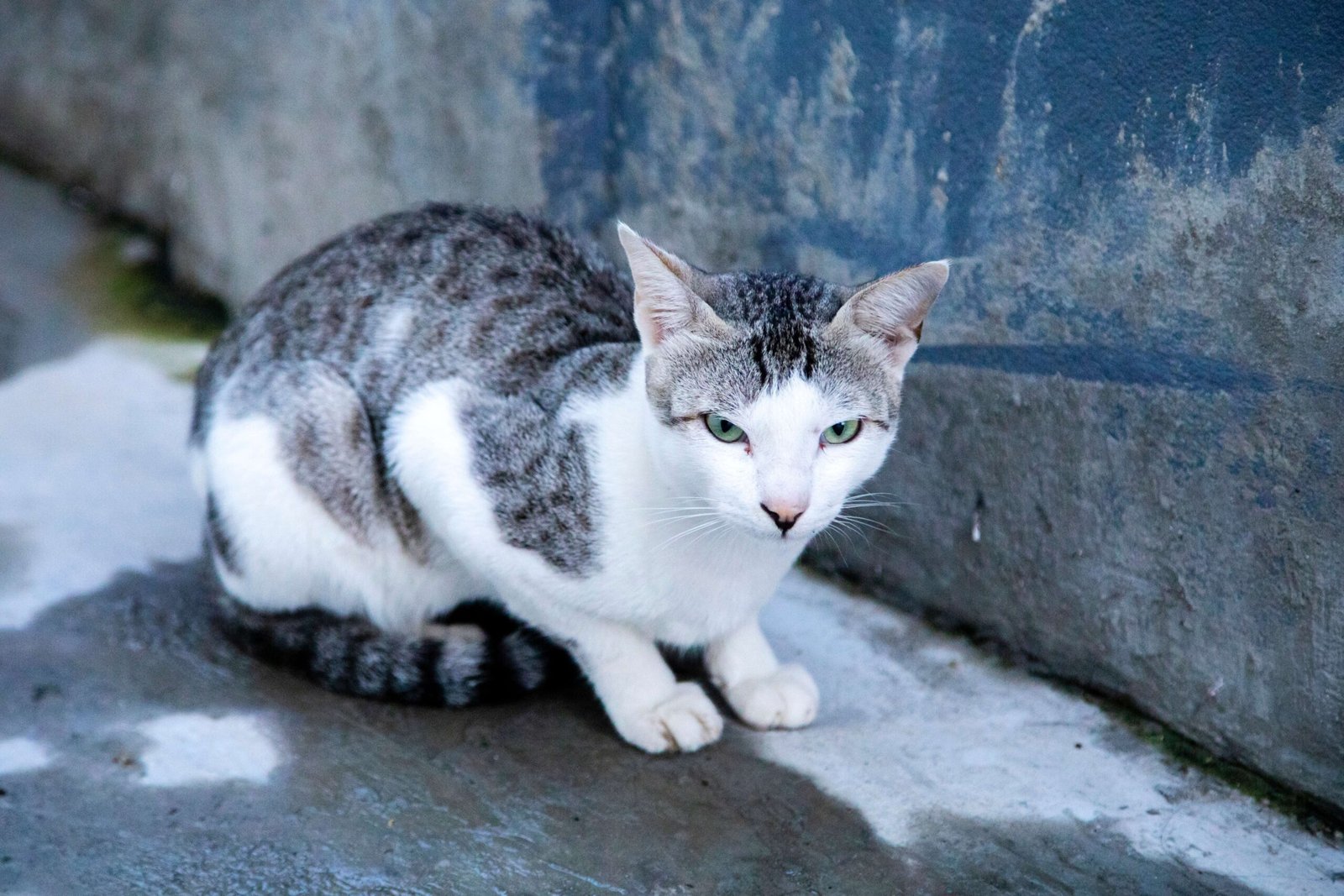 Eye Contact and Bonding (image credits: wikimedia)
