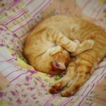 Why Some Cats Avoid Eye Contact