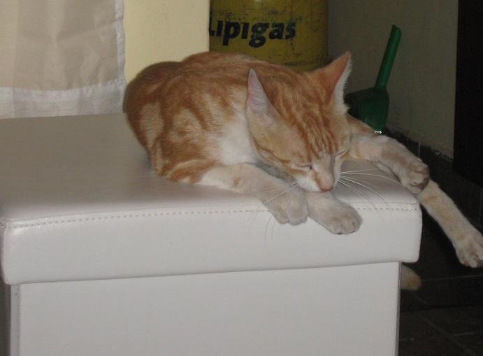 Body Language: What Are Cats Really Saying? (image credits: wikimedia)