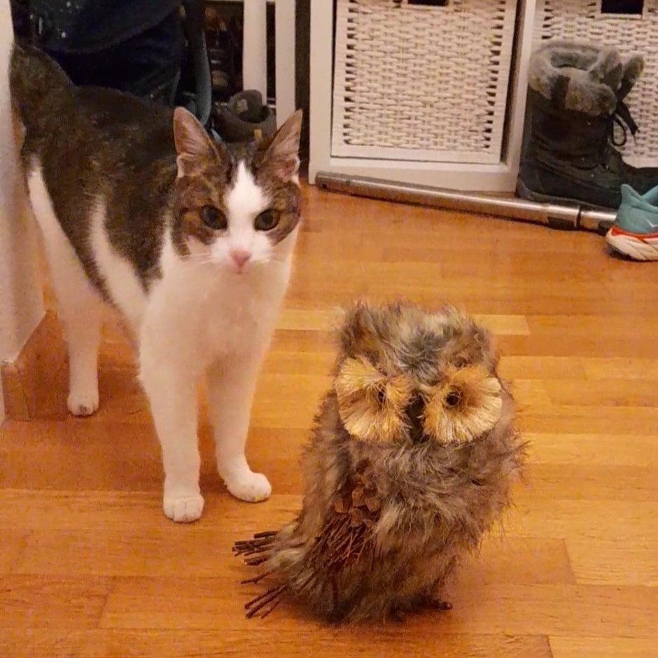 Cats and Self-Awareness: Do They Know When They Mess Up? (image credits: wikimedia)